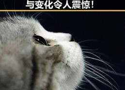 明星背后揭秘：他们的动向与变化令人震惊！
