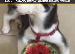 国产影视依旧坚守质量与版权，观众信心回暖迹象明显