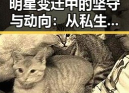 明星变迁中的坚守与动向：从私生活到公益的全景观察