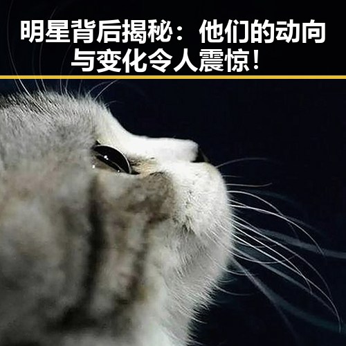 明星背后揭秘:他们的动向与变化令人震惊!